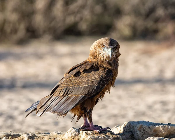 在卡拉哈里热带草原的一个水坑里 一只不成熟的巴特鲁尔鹰 — 图库照片