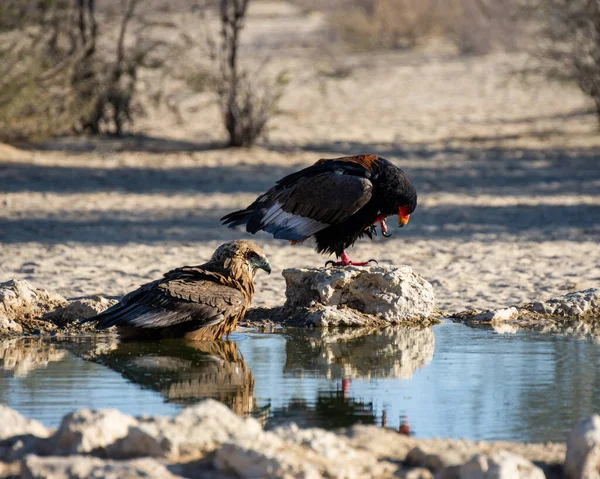 Águila Inmadura Bateleur Abrevadero Kalahari Savannah — Foto de Stock