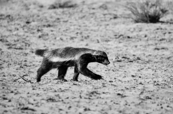 Seorang Honey Badger Mencari Makan Kalahari Savannah — Stok Foto