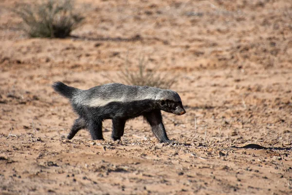 Seorang Honey Badger Mencari Makan Kalahari Savannah — Stok Foto