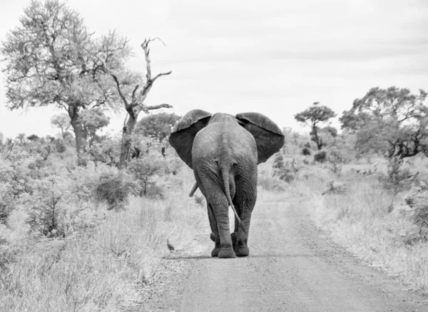 Elefante Toro Africano Caminando Por Camino Tierra Sabana Del Sur — Foto de Stock