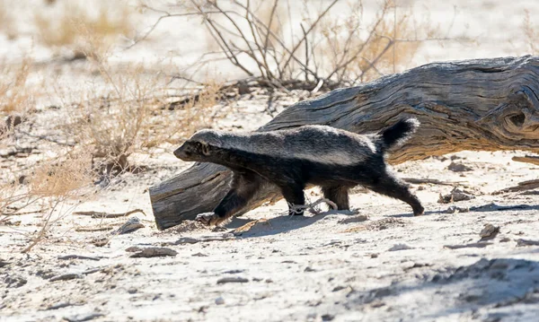 Seorang Honey Badger Mencari Makan Kalahari Savannah — Stok Foto