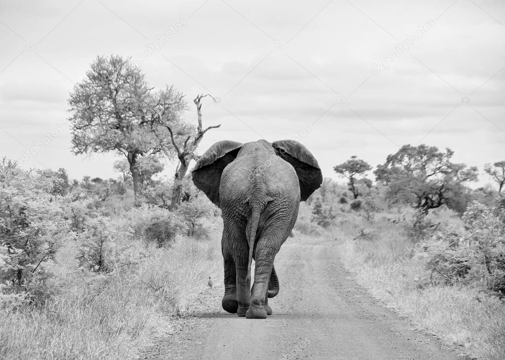 An African Elephant Bull walking along a dirt track in Southern African savannah
