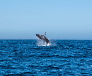 False Bay, Güney Afrika 'da Cape Point yakınlarında kambur balina ihlali.