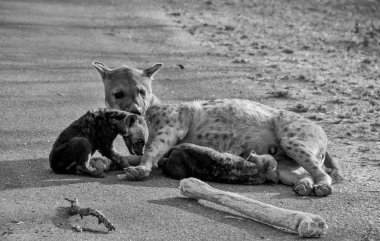 Güney Afrika 'da Benekli Sırtlan anne ve yavruları