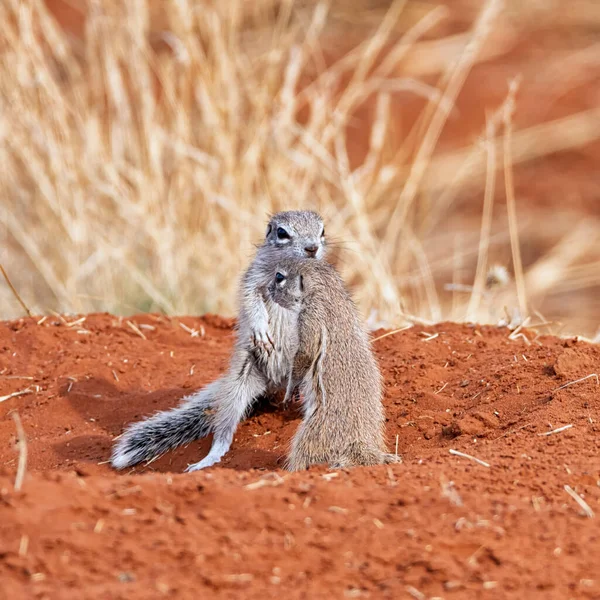 Les Jeunes Écureuils Terrestres Africains Jouent Dans Savane Afrique Australe — Photo