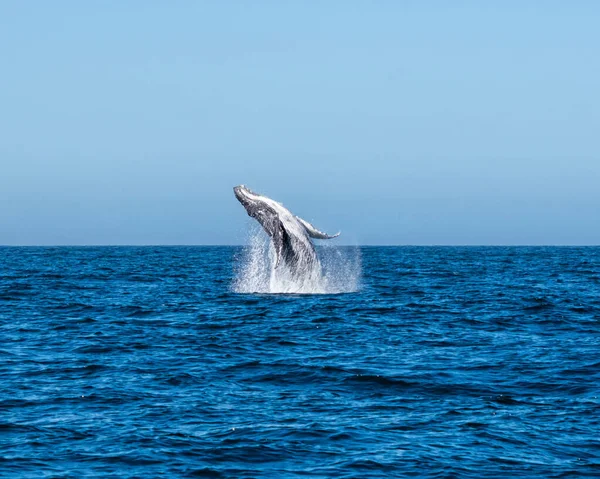 Uma Brecha Baleia Jubarte Perto Cape Point False Bay África — Fotografia de Stock