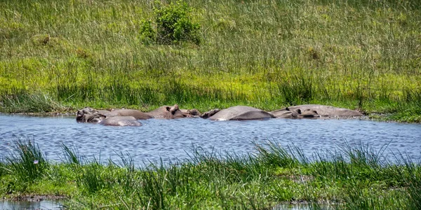 Hipopótamos Río Del Sur África — Foto de Stock