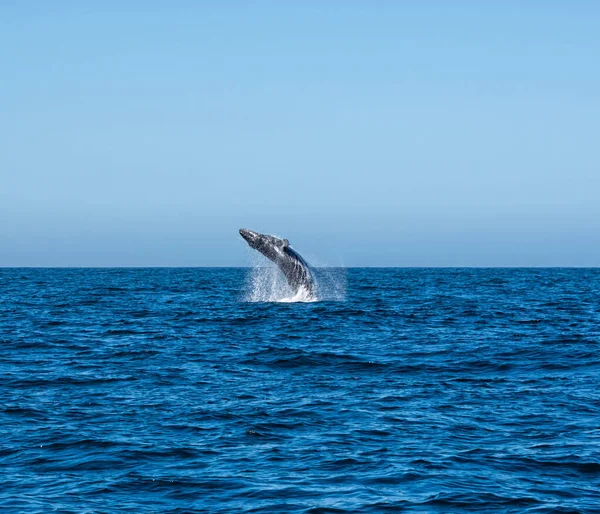 Una Ballena Jorobada Rompiendo Cerca Cape Point False Bay Sudáfrica — Foto de Stock