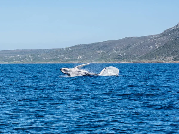 Una Ballena Jorobada Rompiendo Cerca Cape Point False Bay Sudáfrica —  Fotos de Stock