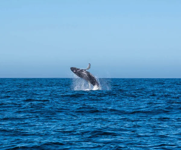 Humpback Whale Breaching Cape Point False Bay South Africa — Stock Photo, Image