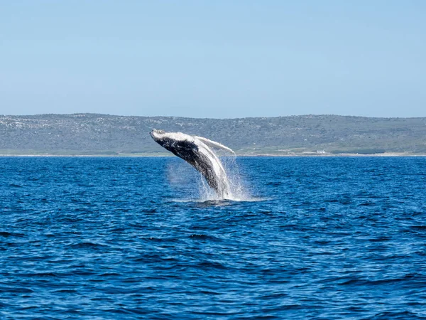 False Bay Güney Afrika Cape Point Yakınlarında Kambur Balina Ihlali — Stok fotoğraf