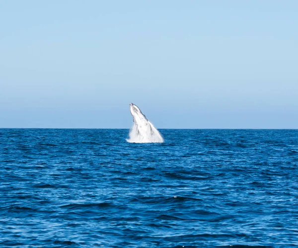 False Bay Güney Afrika Cape Point Yakınlarında Kambur Balina Ihlali — Stok fotoğraf