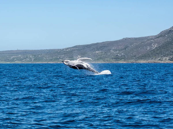 Uma Brecha Baleia Jubarte Perto Cape Point False Bay África — Fotografia de Stock