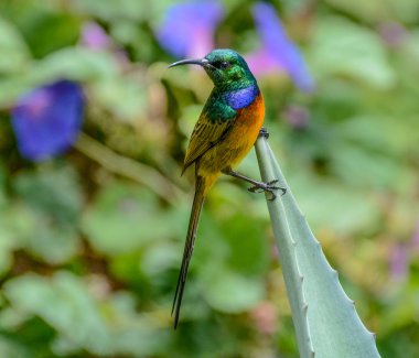 portakal göğüslü sunbird