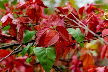 Kırmızı ve Burgundy dallarında kırmızı sonbahar yaprakları. Ekim ayının en güzel zamanı. Sonbahar bulanık arkaplan. Temiz havaya yakın oyulmuş yapraklar.