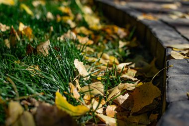Yeşil çimenli yeşil bir alan. Sarı sonbahar yaprakları güneş ışığında ağaçlardan dökülüyor. Yılın güzel zamanı, sonbahar ve Ekim