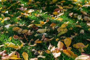 Yeşil çimenli yeşil bir alan. Sarı sonbahar yaprakları güneş ışığında ağaçlardan dökülüyor. Yılın güzel zamanı, sonbahar ve Ekim