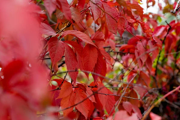 Outono Vermelho Parte Nos Ramos Vermelho Borgonha Bela Época Ano — Fotografia de Stock