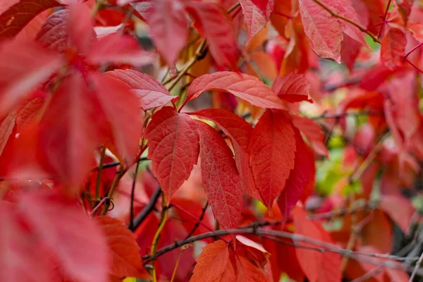 Hojas Rojas Otoño Las Ramas Rojo Borgoña Hermosa Época Del —  Fotos de Stock