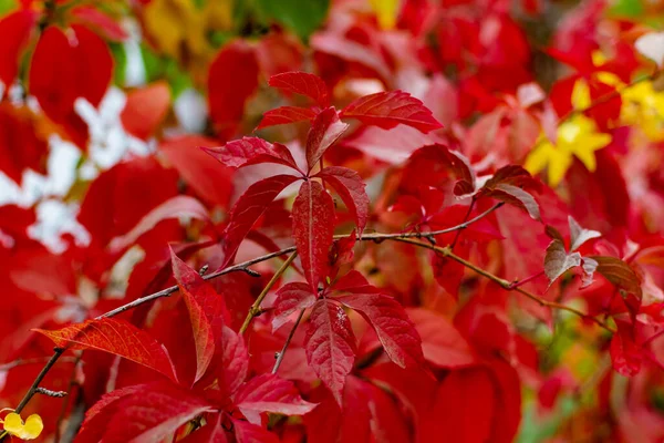 Outono Vermelho Parte Nos Ramos Vermelho Borgonha Bela Época Ano — Fotografia de Stock