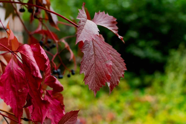 Outono Vermelho Parte Nos Ramos Vermelho Borgonha Bela Época Ano — Fotografia de Stock