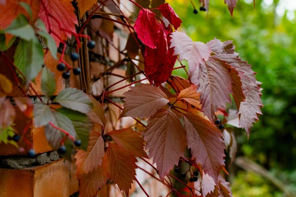 Outono Vermelho Parte Nos Ramos Vermelho Borgonha Bela Época Ano — Fotografia de Stock