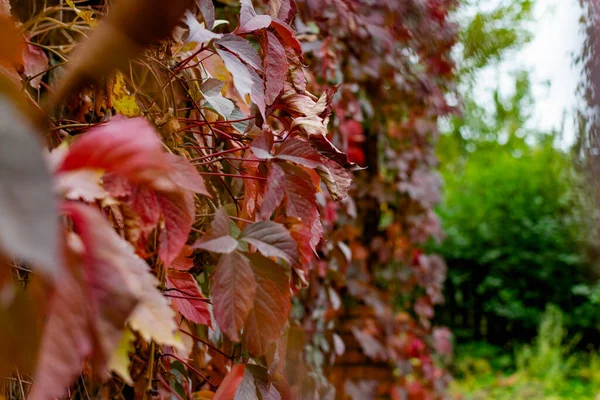 Hojas Rojas Otoño Las Ramas Rojo Borgoña Hermosa Época Del —  Fotos de Stock