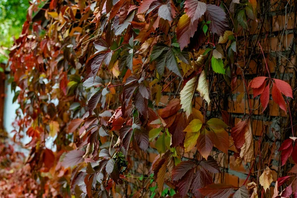 Outono Vermelho Parte Nos Ramos Vermelho Borgonha Bela Época Ano — Fotografia de Stock