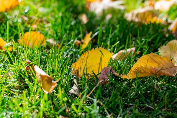 Green Area Natural Grass Lawn Strewn Yellow Autumn Leaves Falling — Stock Photo, Image