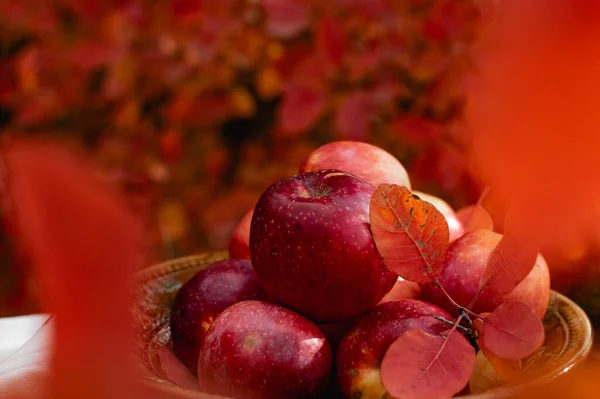 Soczyste Dojrzałe Czerwone Jabłka Jesienią Tle Sezonowych Czerwonych Liści Chrupiące — Zdjęcie stockowe