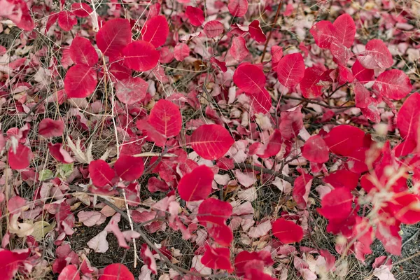 Hösten Lövverk Marken Olika Färgglada Nyanser Bland Torra Blad Foten — Stockfoto