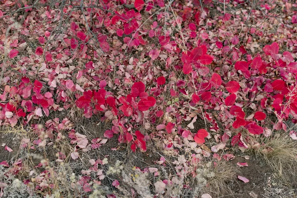 Folhagem Outono Chão Vários Tons Coloridos Entre Folhas Secas Sob — Fotografia de Stock