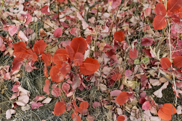 Feuillage Automne Sur Sol Différentes Nuances Colorées Parmi Les Feuilles — Photo