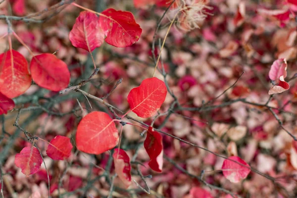 Φθινοπωρινό Φύλλωμα Στο Έδαφος Διαφόρων Χρωματιστών Αποχρώσεων Ανάμεσα Ξερά Φύλλα — Φωτογραφία Αρχείου