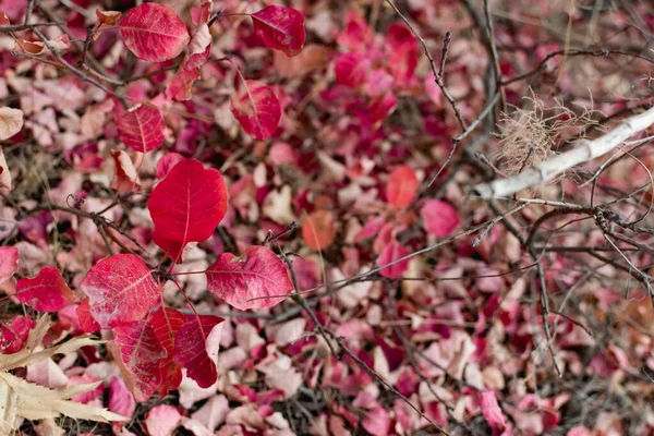 Herfst Gebladerte Grond Van Verschillende Kleurrijke Tinten Tussen Droge Bladeren — Stockfoto