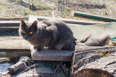 Gri renkli evcil bir Maine Rakunu bahçedeki ağaçların kuru dalları arasında yürür. Bahar mevsimi ve bahçede hasat mevsimi.