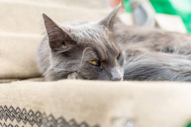 Gri renkli evcil bir Maine Rakunu bahçedeki ağaçların kuru dalları arasında yürür. Bahar mevsimi ve bahçede hasat mevsimi.