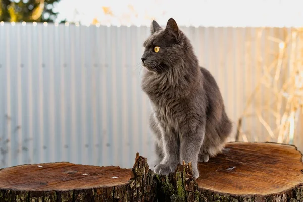 Ένα Κατοικίδιο Ζώο Maine Coon Γάτα Γκρι Γραφίτη Χρώμα Ανεβαίνει — Φωτογραφία Αρχείου