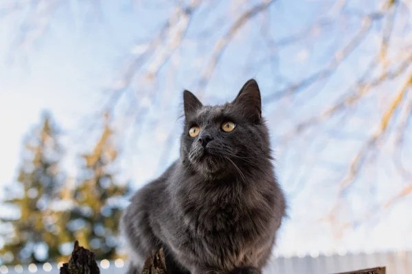 Dyr Maine Coon Katt Med Grå Grafittfarge Klatrer Går Blant – stockfoto