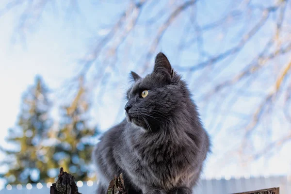 Pet Maine Coon Cat Gray Graphite Color Climbs Walks Dry — Stock Photo, Image