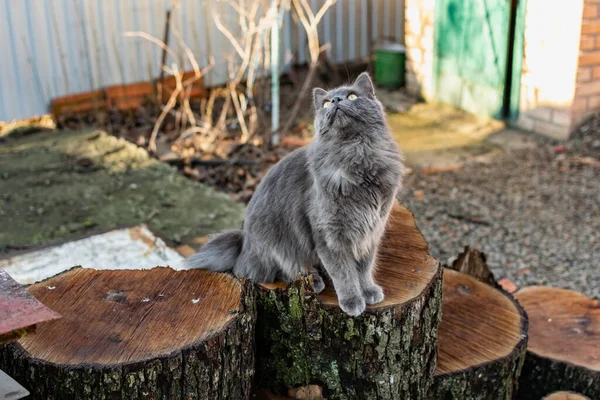 Ένα Κατοικίδιο Ζώο Maine Coon Γάτα Γκρι Γραφίτη Χρώμα Ανεβαίνει — Φωτογραφία Αρχείου