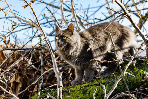 一只灰色石墨色的缅因河猫爬行在花园里干枯的树枝间 春天的季节和花园里的收获 — 图库照片