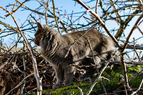 Animal Estimação Maine Coon Gato Cor Cinza Grafite Sobe Caminha — Fotografia de Stock