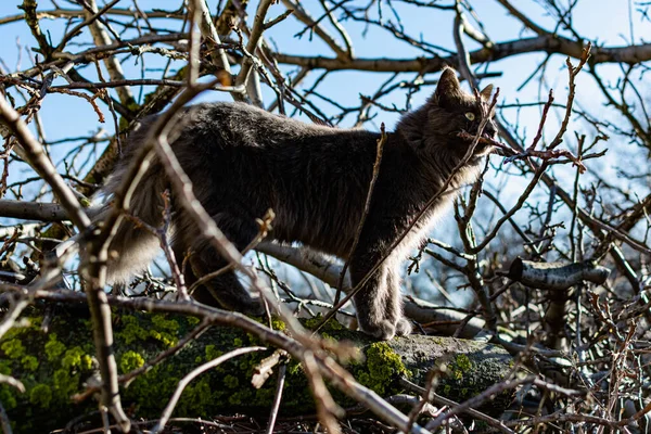Ett Husdjur Maine Coon Katt Grå Grafit Färg Klättrar Och — Stockfoto