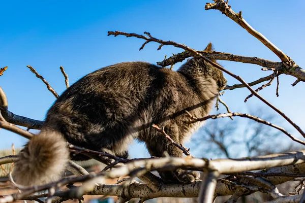 灰色の黒鉛色のペットメインコーン猫が登り 庭の乾燥した木の枝の間を歩きます 春と庭での収穫の季節 — ストック写真