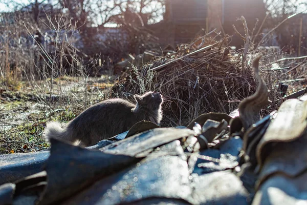Zwierzęta Maine Coon Kot Szary Grafitowy Kolor Wspina Się Spacery — Zdjęcie stockowe