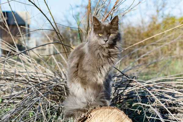 Animal Estimação Maine Coon Gato Cor Cinza Grafite Sobe Caminha — Fotografia de Stock