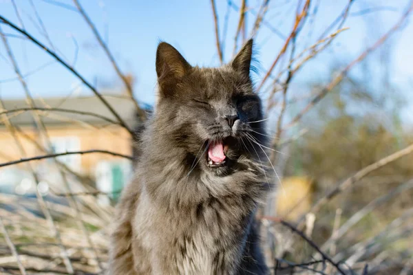 Ένα Κατοικίδιο Ζώο Maine Coon Γάτα Γκρι Γραφίτη Χρώμα Ανεβαίνει — Φωτογραφία Αρχείου