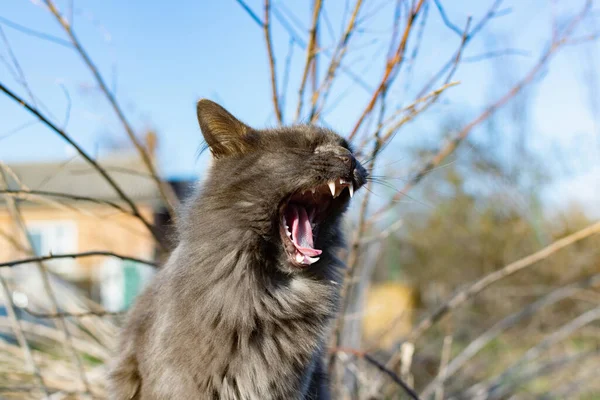 색깔을 고양이 마리가 정원의 가지들 사이로 기어올라가서 산책을 동산에서의 추수의 — 스톡 사진